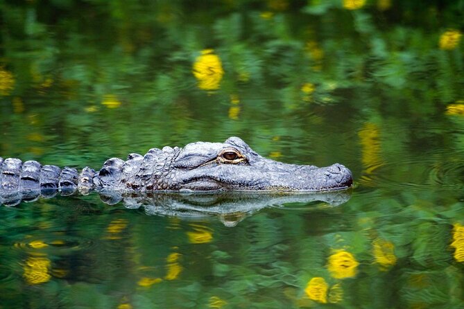 Everglades Airboat Safari - Overview