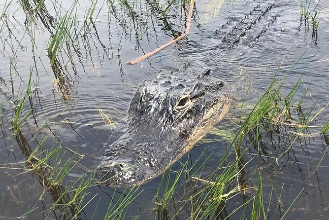 Everglades Airboat Safari - Reviews