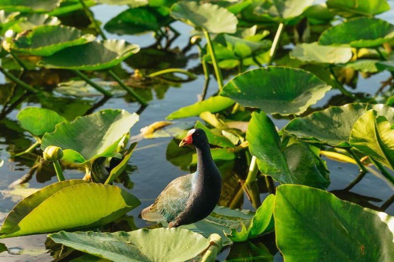 Everglades Airboat Tour from Miami - The animal encounter after the ride