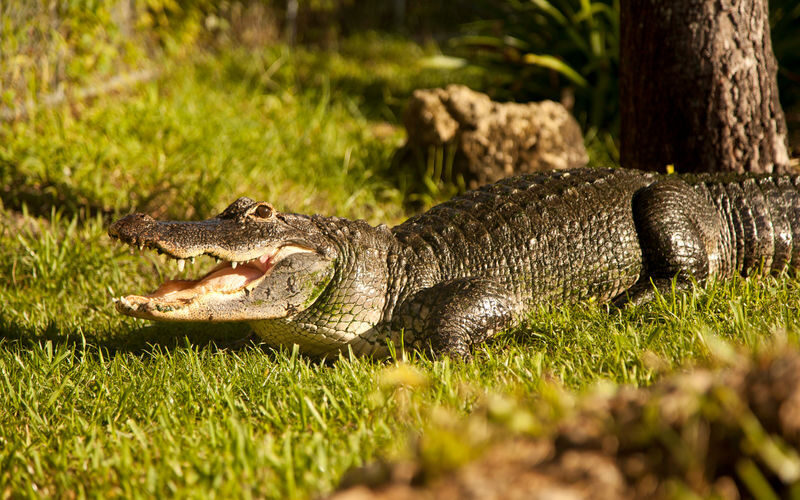 Everglades Airboat Tour from Miami - Price and what you get for it