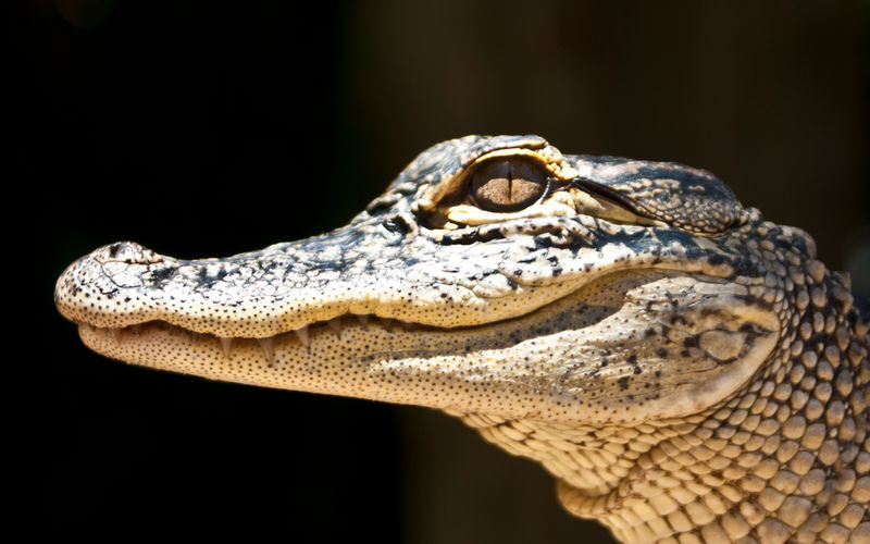 Everglades Airboat Tour from Miami - Who will enjoy this trip most