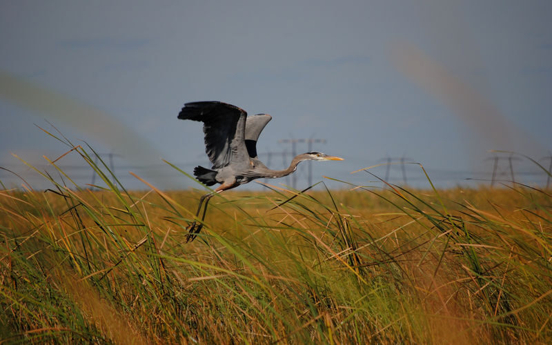 Everglades Airboat Tour from Miami - Should you book the Everglades airboat trip?