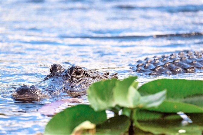 Everglades Airboat Tour in Fort Lauderdale - Reviews and Ratings