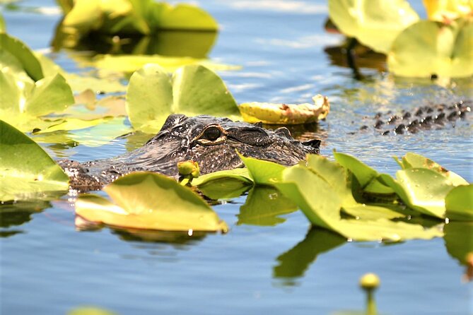 Everglades Airboat Tour in Fort Lauderdale - Common Questions