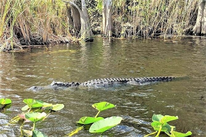 Everglades Airboat Tour in Fort Lauderdale - The Sum Up