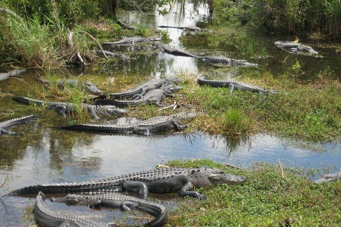 Everglades Alligator Airboat Adventure from Miami - Good To Know