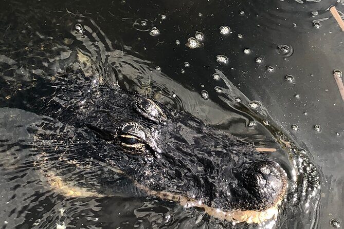 Everglades Alligator Airboat Adventure from Miami - Practical Tips for Travelers