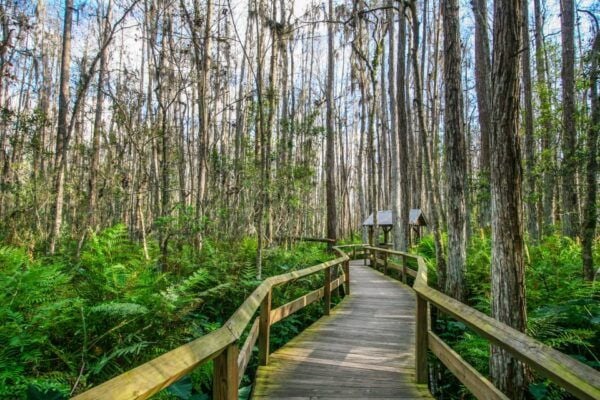 Everglades & Big Cypress Self Guided Driving Tour Bundle - The Sum Up