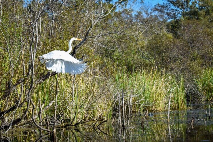 Everglades City: Guided Kayaking Tour of the Wetlands - Kayaking Through Mangrove Tunnels