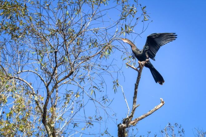 Everglades City: Guided Kayaking Tour of the Wetlands - Common Questions