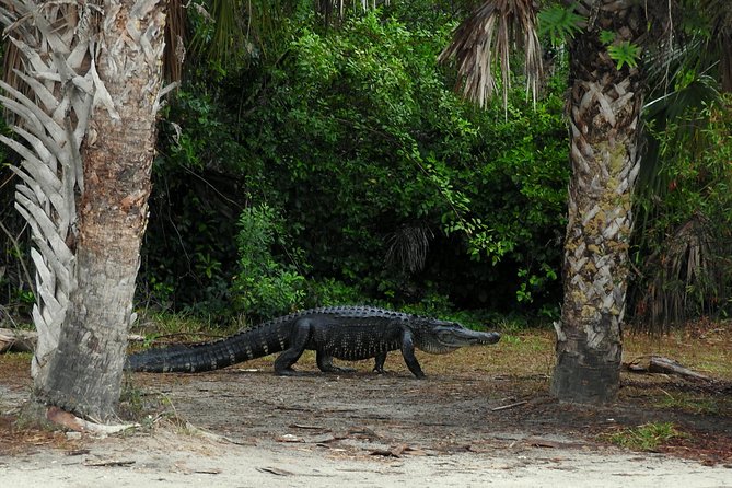 Everglades Day Safari From Ft Lauderdale - Nature Walk Through a Cypress Forest