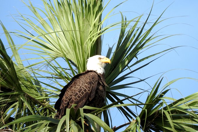 Everglades Day Safari From Ft Lauderdale - Scenic Boat Ride Through the 10,000 Islands