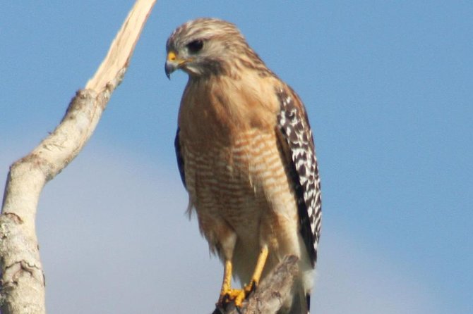 Everglades Day Safari From Ft Lauderdale - Wildlife Sightings and Experiences