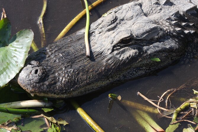 Everglades Day Safari From Miami - Safari Experience Highlights