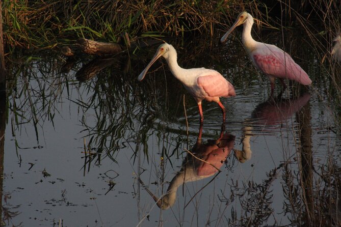 Everglades Day Safari From Miami - Ratings and Reviews