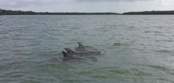 Everglades Day Safari From Sanibel, Fort Myers & Naples - Activity Details and Highlights