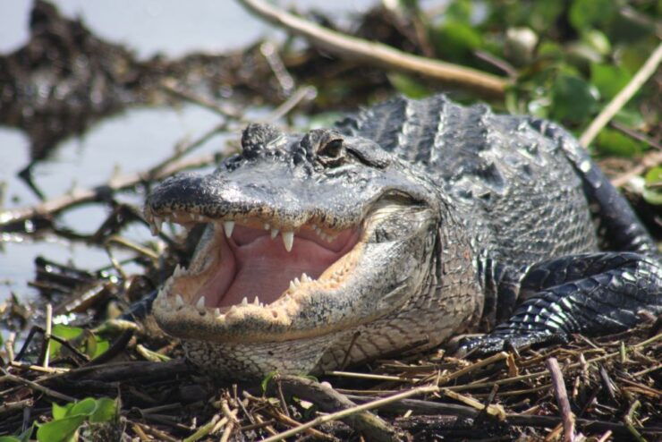Everglades Day Safari From Sanibel, Fort Myers & Naples - Reserve Now & Pay Later