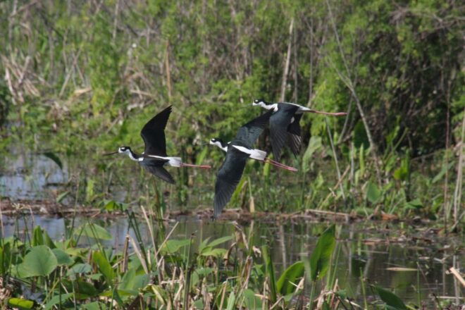 Everglades Day Safari From Sanibel, Fort Myers & Naples - Product Details