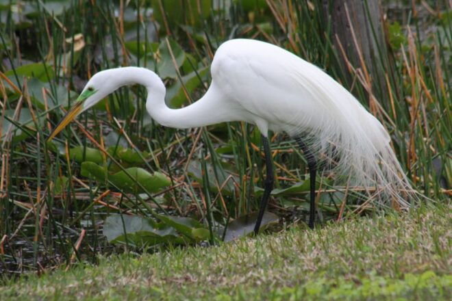 Everglades Day Safari From Sanibel, Fort Myers & Naples - Additional Information