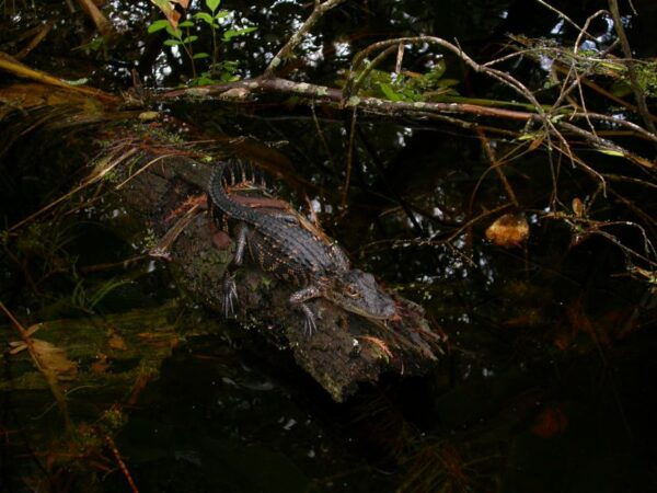 Everglades Day Safari From Sanibel, Fort Myers & Naples - Common Questions