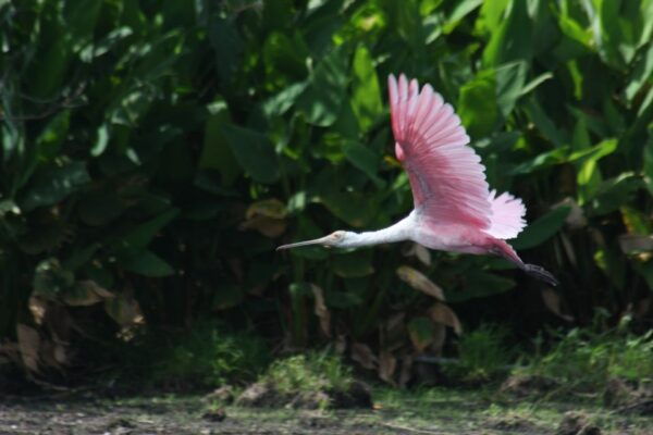 Everglades Day Safari From Sanibel, Fort Myers & Naples - The Sum Up