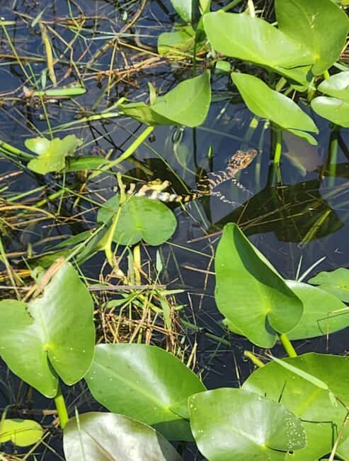 Everglades Eco Airboat Tour small group & top transportation - FAQ