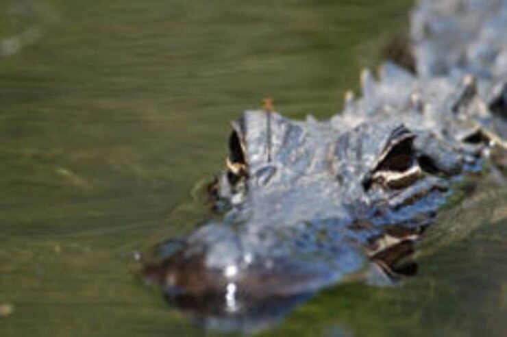 Everglades: Everglades Alligators and Orchids Kayak Eco Tour - Activity Details