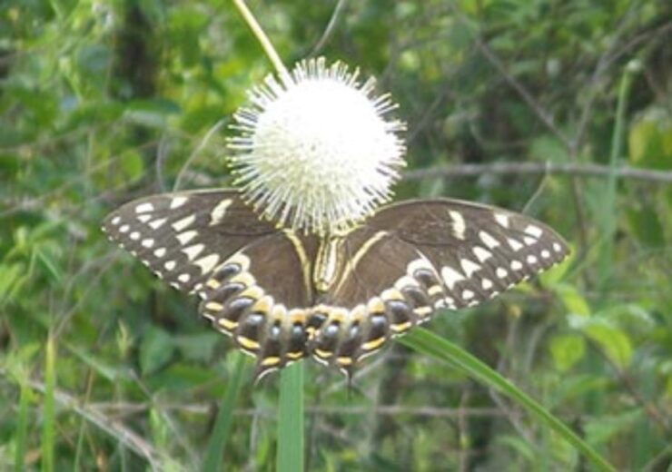 Everglades: Everglades Alligators and Orchids Kayak Eco Tour - Full Description