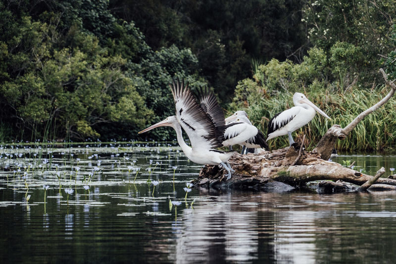 Everglades Explorer Noosa - Harry’s Hut and the choice to paddle