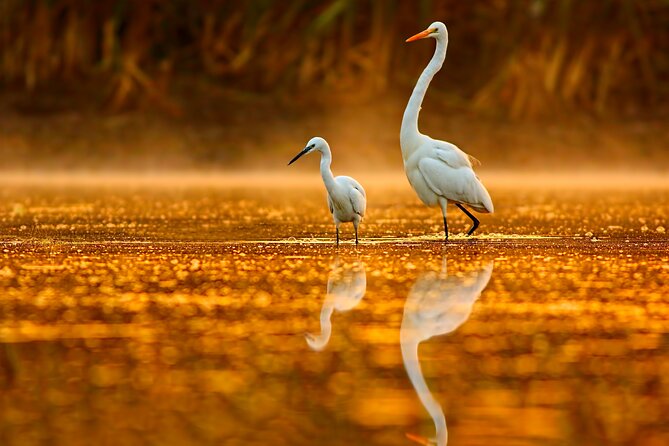 Everglades Explorer - Noosa Everglades Tour - Pickup Details and Locations