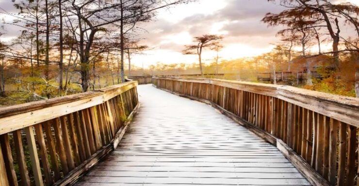 Everglades Immersion Tour: The Ultimate Everglades Adventure - Experience Highlights