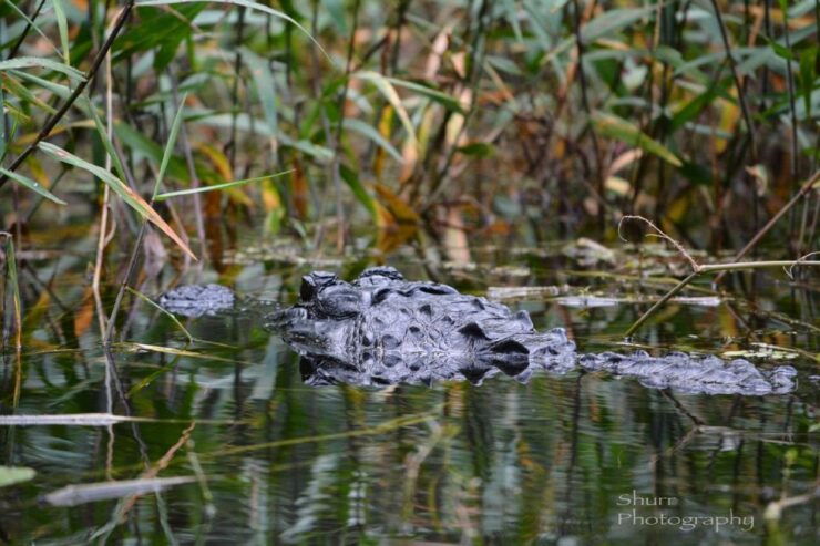 Everglades Kayak Safari Adventure Through Mangrove Tunnels - Experience
