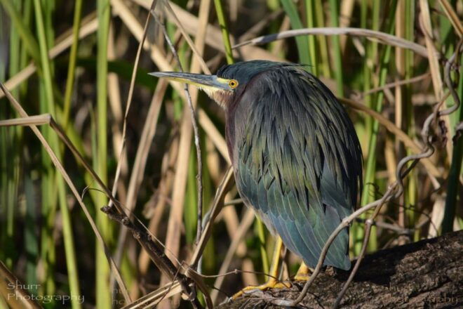 Everglades Kayak Safari Adventure Through Mangrove Tunnels - Important Information