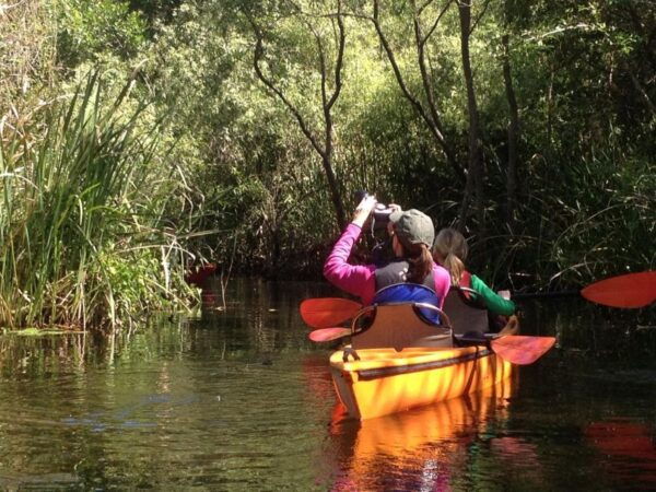 Everglades Kayak Safari Adventure Through Mangrove Tunnels - The Sum Up