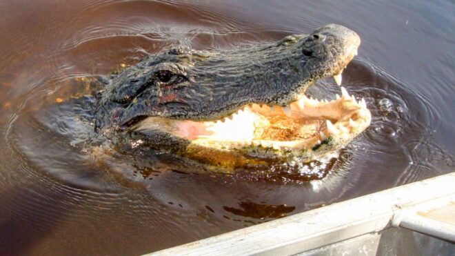 Everglades: Mangrove Maze Airboat Tour and Boardwalk - Inclusions