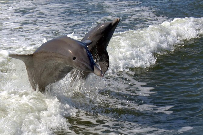 Everglades National Park Biologist Led Adventure: Cruise, Hike Airboat - Master-Naturalist-Led Dry Nature Hike