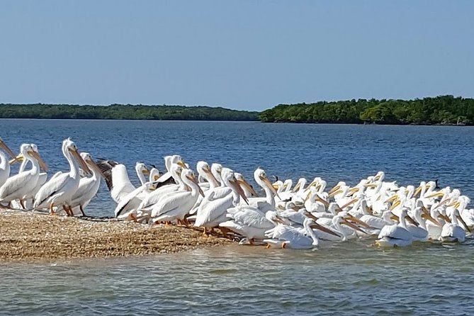 Everglades National Park Biologist Led Adventure: Cruise, Hike Airboat - Visit to Native Tree Island Village and Historical Trading Post