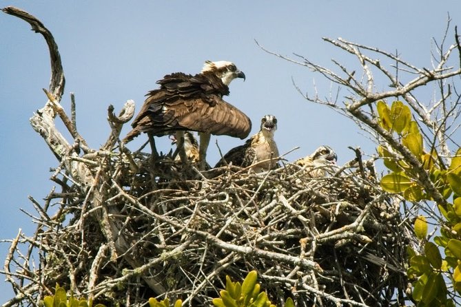 Everglades National Park Biologist Led Adventure: Cruise, Hike Airboat - Pickup and Drop-off Options