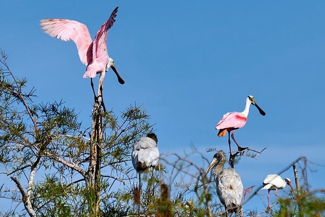 Everglades National Park Biologist Led Adventure: Cruise, Hike Airboat - Knowledgeable Guides