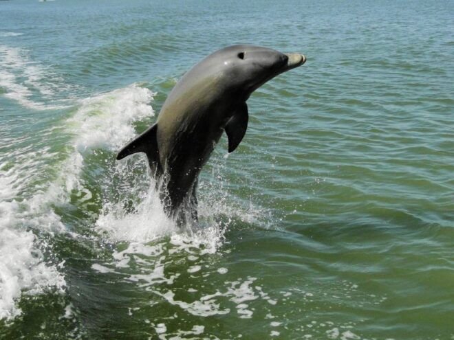 Everglades National Park: Boat Assisted Kayak Eco Tour - Review Summary