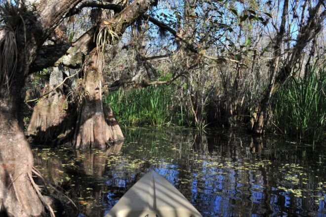 Everglades National Park: Mangrove Tunnel Kayak Eco-Tour - Unique Features of the Tour