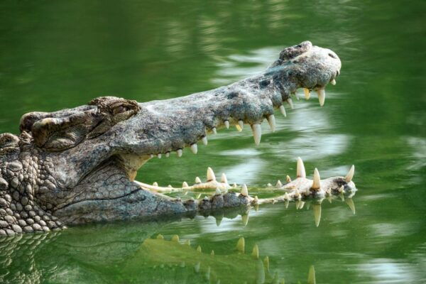 Everglades National Park: Mangrove Tunnel Kayak Eco-Tour - The Sum Up
