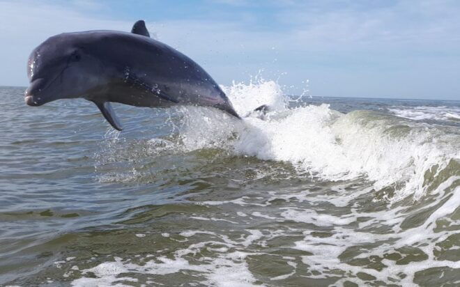 Everglades National Park: Motorboat Eco Tour - Customer Reviews