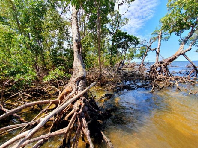 Everglades National Park: Motorboat Eco Tour - Additional Information