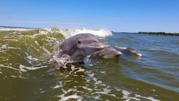 Everglades National Park: Motorboat Eco Tour - Common Questions