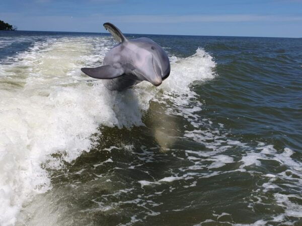 Everglades National Park: Motorboat Eco Tour - The Sum Up