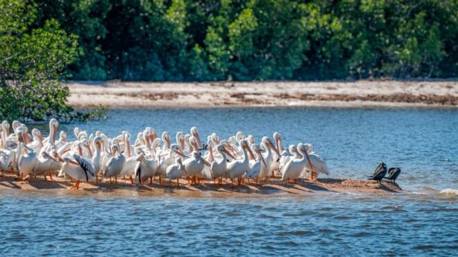 Everglades National Park: Pontoon Boat Tour & Boardwalk - Booking Information