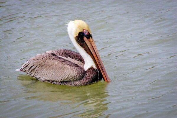 Everglades National Park: Pontoon Boat Tour & Boardwalk - Frequently Asked Questions
