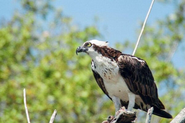 Everglades National Park: Pontoon Boat Tour & Boardwalk - The Sum Up