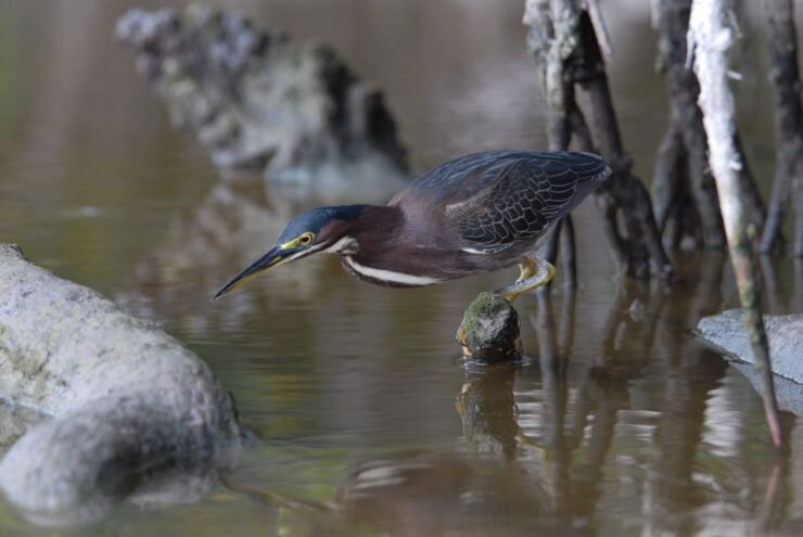 Everglades National Park: Private 2.5-Hour Photo Safari - Activity Details